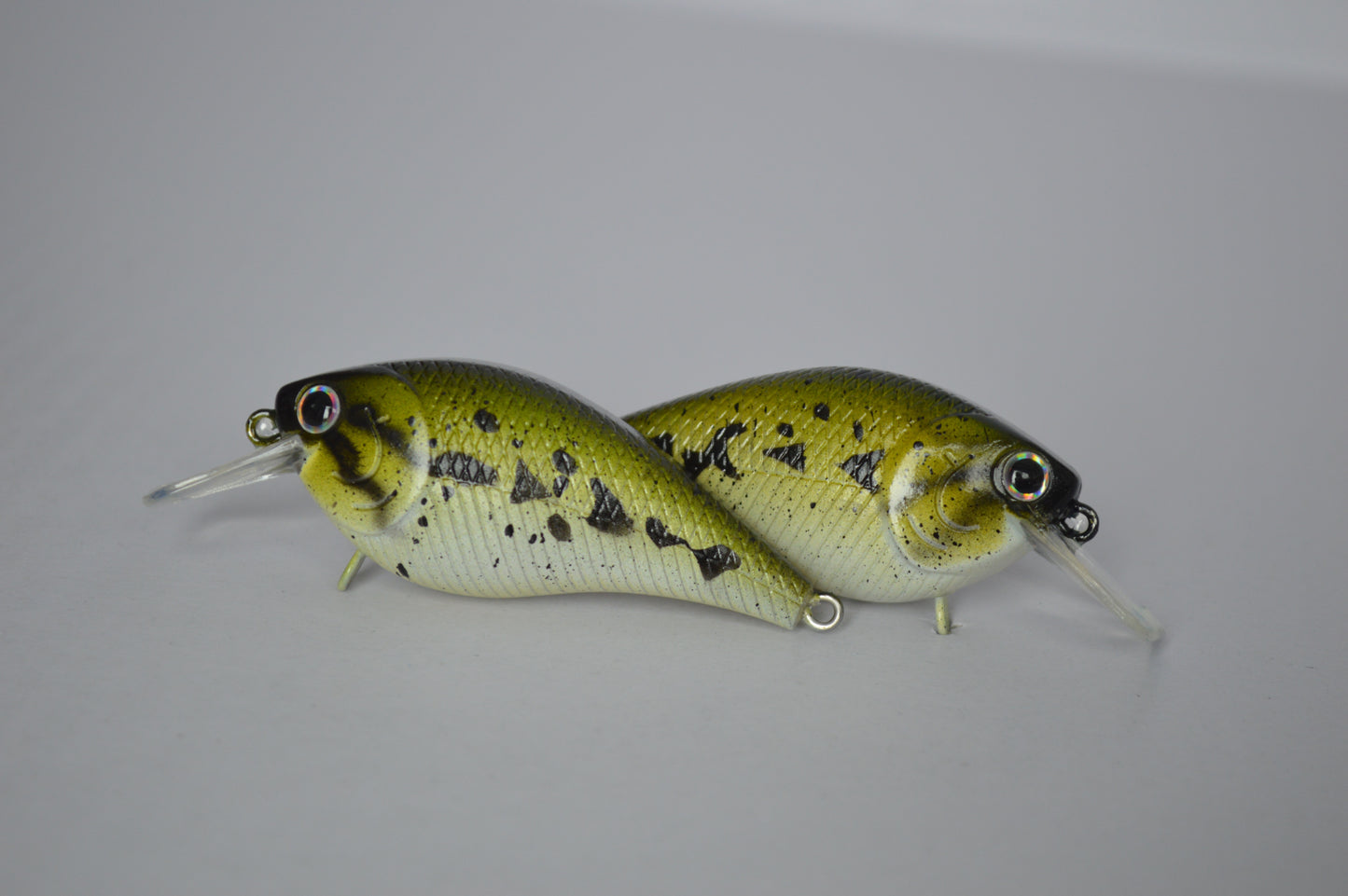 Baby Bass Squarebill