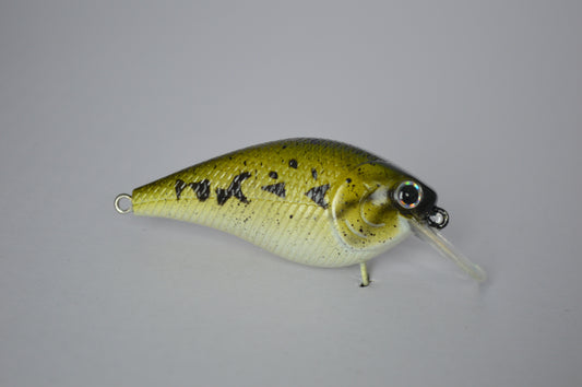 Baby Bass Squarebill